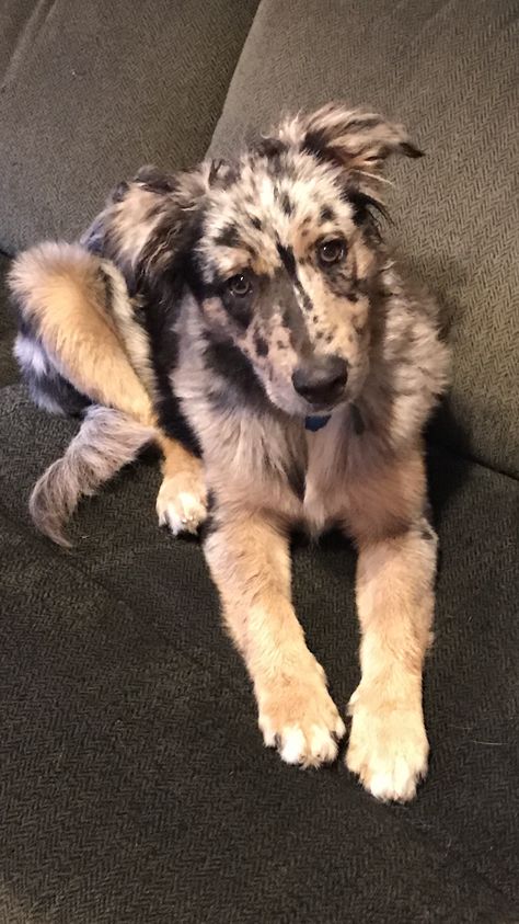 Catahoula Mix, Aussie Mix, Kitten Love, Pretty Dogs, Cute Dogs And Puppies, Cute Puppies, Dogs And Puppies, Cute Dogs, Kittens