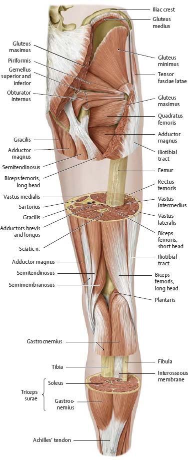 Body Muscle Anatomy, Muscles Anatomy, Leg Anatomy, Human Muscle Anatomy, Anatomy Bones, Gross Anatomy, Basic Anatomy And Physiology, Anatomy Physiology, Human Body Anatomy