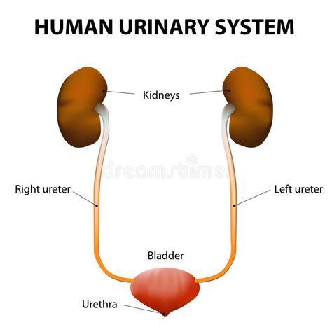 Human urinary system. The Human urinary system includes the kidneys, ureters, ur , #Aff, #system, #includes, #Human, #urinary, #bladder #ad Human Urinary System, Urinary Infection, Urinary Bladder, Urinary System, Human Body Anatomy, Anatomy Study, Pelvic Pain, Vital Signs, Urinary Tract