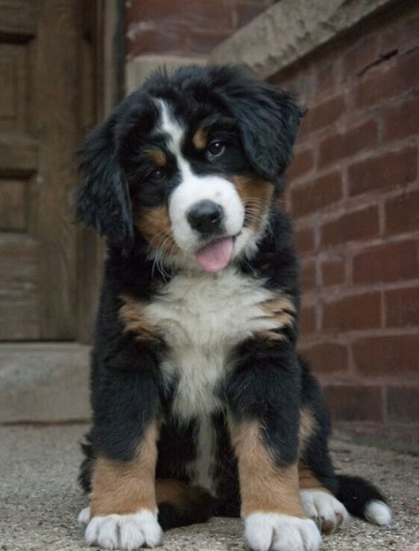 Burmese Mountain Dogs, Dream Dog, Mountain Dog, Bernese Mountain, Bernese Mountain Dog, Mountain Dogs, Adorable Pets, Burmese, Beautiful Creatures