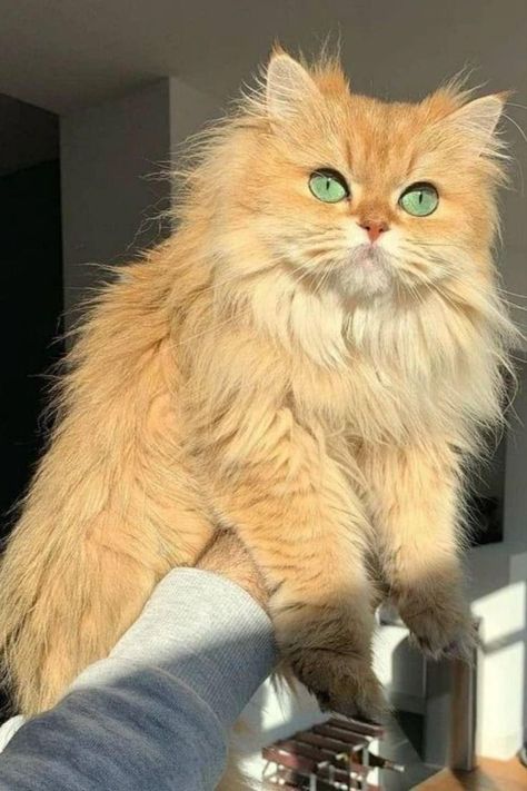 Ragdoll Cat Orange, Orange Persian Cat Aesthetic, Orange Cat With Green Eyes, Ginger Persian Cat, Fuzzy Kittens, Fluffy Ginger Cat, Fluffy Orange Cat, Orange Persian Cat, Pink Potion