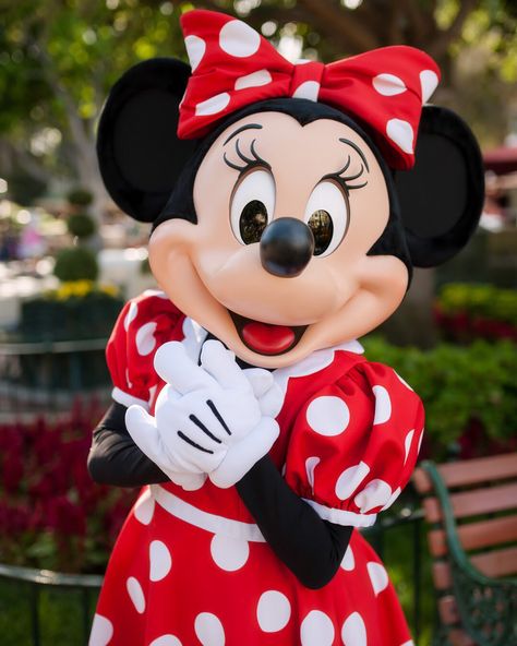 Disneyworld Pictures, Disneyland Friends, Minnie Mouse Pictures, Disney World Characters, Disneyland Pictures, Disney Photography, Disney Fanatic, Best Videos, Disney Addict