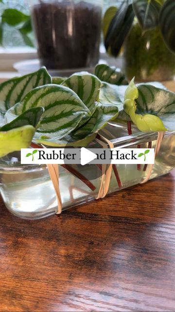 Peperomia Propagation, Peperomia Watermelon, Watermelon Peperomia, Starting Fresh, Plant Mama, Plant Hacks, Replant, Propagating Plants, Rubber Band