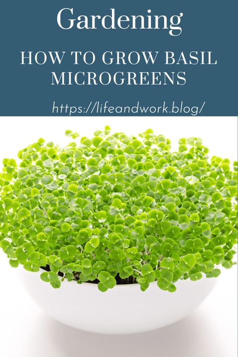 Garden And Yard - How To Grow Basil Microgreens Diy Micro Greens, Micro Greens Growing Indoors, Micro Greens Growing, How To Grow Broccoli Microgreens, Basil Microgreens, Microgreens Garden, Types Of Basil, Grow Basil, Harvesting Basil