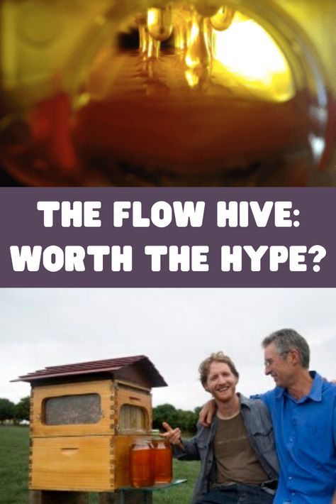 We get a lot of questions about the Flow Hive. Experienced beekeepers are on both sides of the fence. We share their opinions, but that share does not necessarily indicate endorsement. There certainly are pros and cons, and so we encourage you to do as much research as possible before making the purchase. https://www.keepingbackyardbees.com/the-flow-hive/?utm_source=pinterest&utm_medium=feed&utm_campaign=kbb Flow Hive Beekeeping, Diy Beekeeping, Flow Hive, The Colony, Bee Friendly, Honey Bees, The Fence, Save The Bees, Bee Keeping