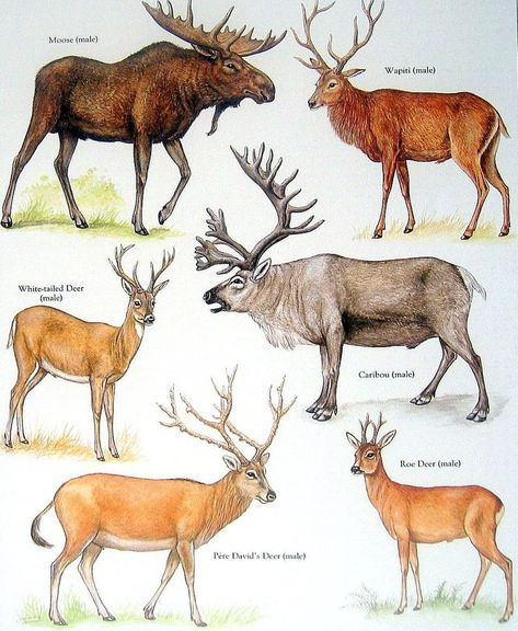 Caribou Drawing, Types Of Deer, White Tailed Deer, White Tail Deer, White Moose, Male Deer, Moose Deer, Deer Pictures, Deer Family