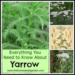 Wild Yarrow, Medicinal Herbs Garden, Edible Wild Plants, Liver Function, Medicinal Herb, Achillea Millefolium, Herb Gardening, Homestead Gardens, Healing Plants