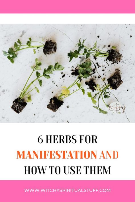 When beginning to work with herbs to manifest, the trickiest part is not to undo your good work. You see, when it comes to working with things like tarot cards, crystals, runes, oracle cards, or any other divination tool, you either believe in it, or you don’t. And all of the power in those tools comes from you. #Manifestation #Herbs Herbs For Manifesting, Manifestation Herbs, Herbs For Manifestation, Herbal Bath Salts, Herbal Bath, Valerian Root, Age Of Aquarius, Pretty Rocks, Divination Tools