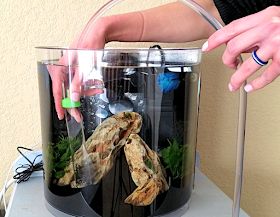 3 Gallon Betta Tank, 3 Gallon Fish Tank, Video Game Designer, Water Gallon, Fish Tank Gravel, Fish Tank Cleaning, Diy Fish Tank, Cleaning Fish, Game Designer