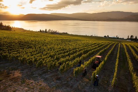 Happy 30th Anniversary to the B.C. Vintner’s Quality Alliance (VQA) Happy 30th Anniversary, Wine Tourism, Okanagan Valley, Wine Trail, Fall Events, Wine Top, Helicopter Tour, Wine Tour, Incredible Places