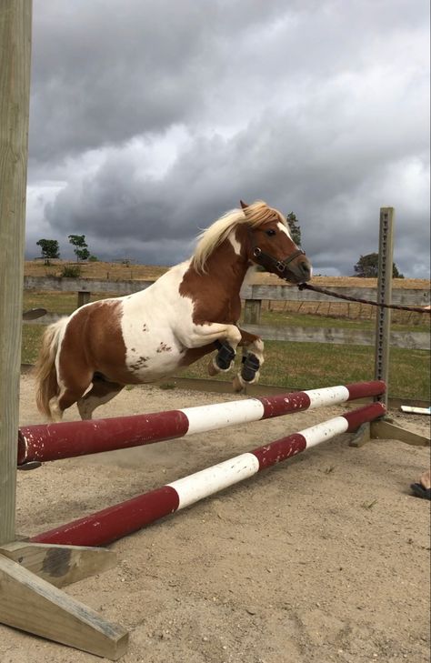 Shetty Pony, Shetland Pony Aesthetic, Mini Shetland Pony, Cute Shetland Pony, Mini Shetland, Equestrian Aesthetic Show Jumping, Palomino Shetland Pony, Mini Pony, Equestrian Aesthetic