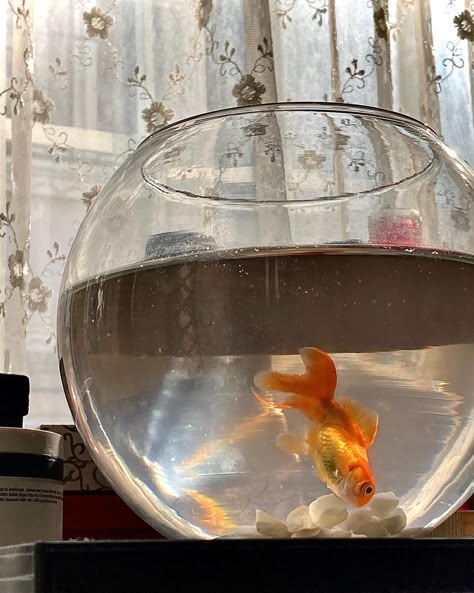 Fish Pet Aesthetic, Round Fish Tank, Fish Fashion, Goldfish Aquarium, New Wallpaper Iphone, Au Ideas, Golden Fish, Pet Fish, Phineas And Ferb