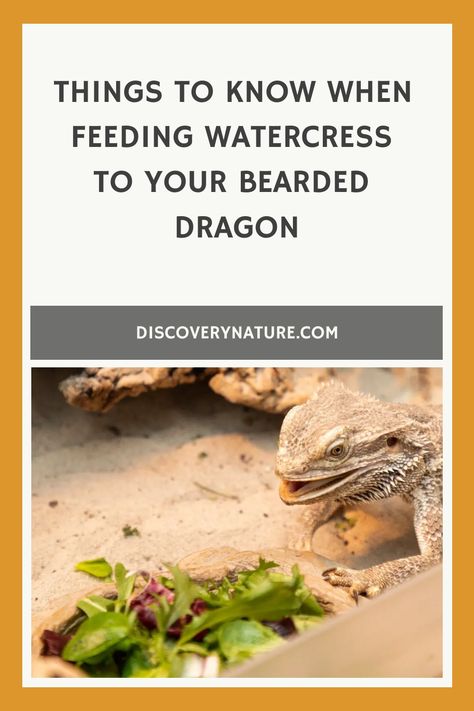 Feeding your pet can be a pain when you're not sure what to feed them. Don't fret cause we got you covered! Find out the natural benefits and risks in feeding watercress to your bearded dragon. #BeardedDragon #BeardedDragon101 #BeardedDragonPet #ReptilePet #LizardPet #PetCare #BeardedDragonFood Bearded Dragon Feeding, Bearded Dragon Food, Bearded Dragon Diet, Reptiles Pet, Watercress, Green Vegetables, Bearded Dragon, Things To Know, Reptiles