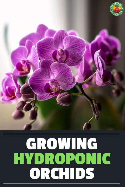 Orchids are some of the most beautiful flowers on Earth. Learn how to grow hydroponic orchids to boost growth and enjoy more of these gorgeous flowers. Hydroponic Orchid Plants, Hydroponic Orchid, How To Grow Orchids From Stem, Transplant Orchids, How To Repot Orchids With Long Roots, Orchid Growing, Digital Electronics, The Most Beautiful Flowers, Flower Growing