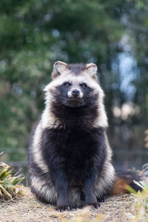 Raccoon Dog Tanuki, Tanooki Animal, Tanuki Drawing, Tanuki Oc, Tanuki Art, Japanese Raccoon Dog, Aggressive Animals, Cut Animals, Raccoon Dog