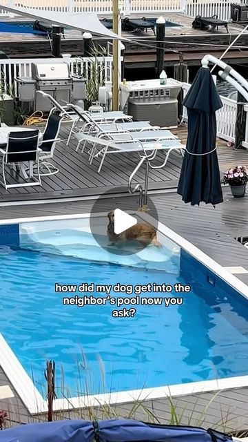 Dogs Doing Funny Things, Animals Doing Funny Things, Dogs And Kids, Funny Dog Videos, Cute Funny Dogs, Cute Animal Videos, Cute Dogs And Puppies, Dog Gifs, Cool Pets