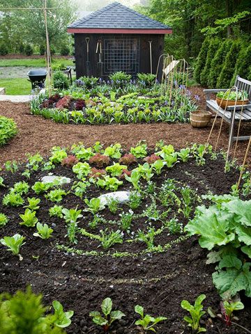 How to Grow Greens The various shapes and colors of salad greens add visual delight in the garden -- and in a salad. Circular Vegetable Garden, Season Vegetables, Growing Wheat Grass, Vegetables To Plant, Victory Gardens, Garden Site, Outside Plants, Salad Greens, Garden Plots