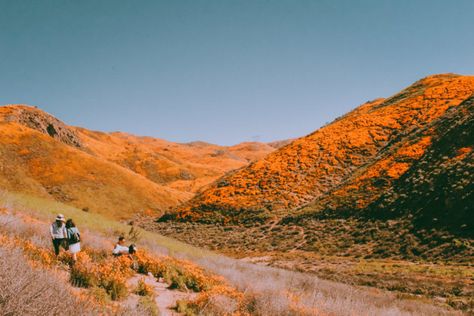 Location: Lake Elsinore / Walker Canyon TrailSeason: Around March Tips: You probably recognize the name Lake Elsinore from a few springs ago during that massive super bloom. Everyone and their mother (literally) from Souther California flocked here to see the millions of orange poppies bloom. Aaannnddd many people chose to go off trail to stomp on the flowers or pick them, which are illegal and as I chatted about ago, bad because when the poppies are stepped on, they don't bloom the next... Orange Poppies, Super Bloom, Sport Park, Bureau Of Land Management, Lake Elsinore, Riverside County, Beautiful Hikes, Orange Poppy, Travel Wishlist