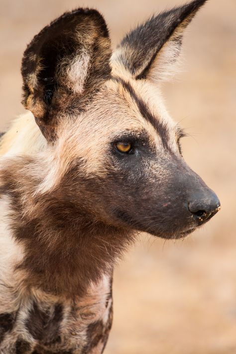 Wild Dog Photography, Wild Dogs African, African Wild Dog Sketch, African Wild Dog Photography, African Wild Dog Aesthetic, African Wild Dog Tattoo, African Wild Dog Drawing, Wildlife Photography National Geographic, Dog Laughing