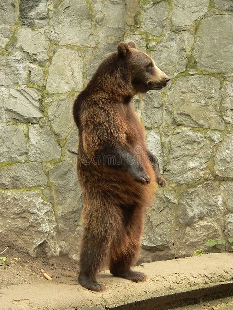 Brown bear standing. Impatient brown bear stood up when wating for food , #ad, #standing, #Impatient, #Brown, #bear, #wating #ad Outdoor Garbage Can, Photo Ours, Drawing Stand, Bear Standing, Your Trash, Bear Drawing, Bear Character, Stood Up, Funny Bears