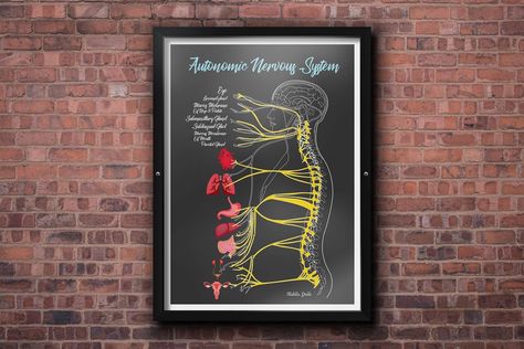 Who doesn’t love a juicy new Nervous System chart? 💀🧠 Nervous System Healing, Chiropractic Art, Reflexology Foot Chart, Reflexology Chart, Chiropractic Adjustment, Muscular System, Foot Reflexology, Autonomic Nervous System, Patient Education