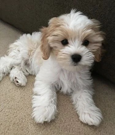 Cavachon Fluffy Small Dogs, Cavoodle Puppies, Bichon Havanese, Cavalier Dog, Cavachon Puppies, Havanese Puppies, Poodle Puppy, Poodle Dog, Cute Dogs And Puppies