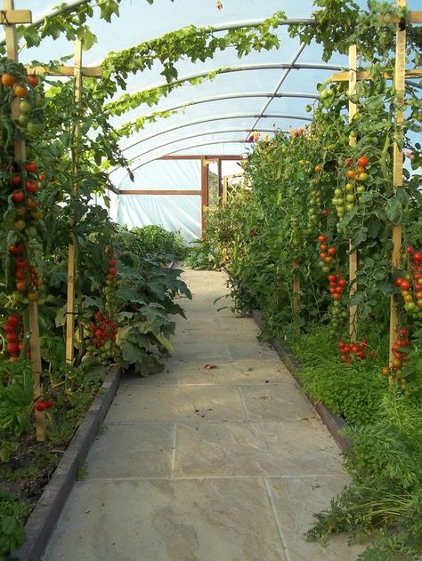 Tunnel Greenhouse Interiors, Polytunnel Interior, Poly Tunnel Ideas, Tomato Tunnel, Tomatoes Greenhouse, Polly Tunnel, Polytunnel Ideas, Tomato Greenhouse, High Tunnel Greenhouse