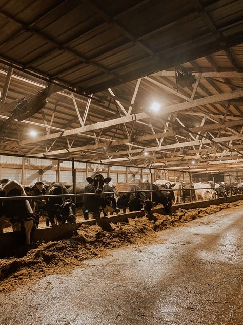 Cow Farm Aesthetic, Agriculture Aesthetic, Farm Life Aesthetic, Wallpaper Western, Cowboy Wallpaper, Aesthetic Farm, Agriculture Photography, Farmer Life, Country Wallpaper