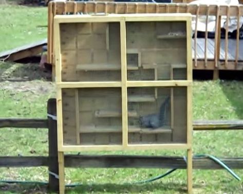 Squirrels are smart! Make a maze to challenge them mentally! #DIY Squirrel Feeder Maze - PetDIYs.com Diy Squirrel Feeder, Squirrel Feeder Diy, Squirrel Home, Bird Diy, Squirrel Feeders, Squirrel Pictures, Squirrel Feeder, Squirrel Cage, Diy Bird Feeder