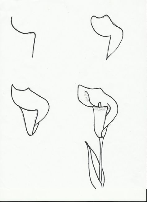 Flowers. Pencil Flowers, 강아지 그림, 수채화 그림, Art Instructions, Drawing Lessons, Flower Images, Calla Lily, Colored Pencil, Drawing Tips