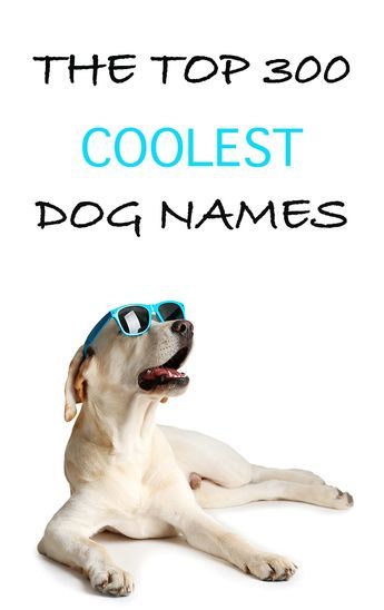 Cool Dog Names, Puppies Names Female, Australian Shepherd Red Tri, Funny Dog Names, Cool Dogs, Cute Puppy Names, Dog Names Unique, Boy Dog Names, Best Names