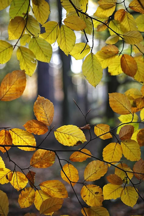 Leaf Aesthetic, I Love Autumn, Autumn Magic, Colors Of Autumn, Love Autumn, 수채화 그림, Autumn Nature, Autumn Leaf, I Love Fall