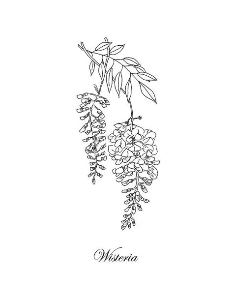 Wisteria Line Art, Wisteria Branch Tattoo, Wisteria Outline, Wisteria Flower Tattoo, Bridgerton Tattoo, Bridgerton Moodboard, Wisteria Drawing, Lakes Tattoo, Wisteria Tattoo