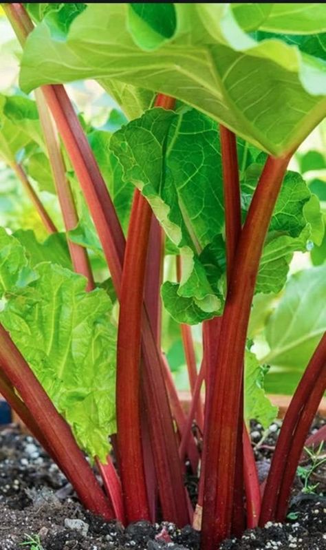 Very easy to grow. Wonderful product and both bare roots live! Highly recommend this seller! February 1st, Fruit Tree, Common Names, Super Healthy, Rhubarb, Herb Garden, Fruit Trees, Fruits And Vegetables, Lawn Garden