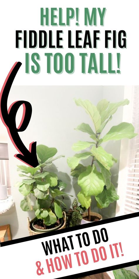 what to do if your fiddle leaf fig is too tall Tall Fiddle Leaf Fig Tree, How To Make A Fiddle Leaf Fig Branch, Tall Fiddle Leaf Tree, Fiddle Leaf Tree Propagation, How To Trim Fiddle Leaf Fig Tree, Propagating Fiddle Leaf Fig, Fiddle Leaf Fig Tree Indoor, Propagate Fiddle Leaf Fig, Fig Plants