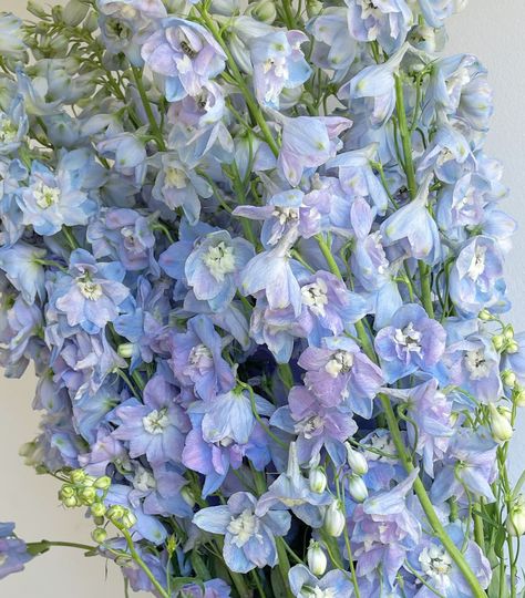 Did you know blue is the rarest / least common flower colour? A floral that’s always the top of every couple’s wishlist is DELPHINIUM! These to me are the epitome of a whimsical garden wedding, and they’re so desirable as its one of the few blue florals available as a cut flower. Delphinium is a gorgeous flower and it has the most divine stem length. When they’re in season (like right now!) I use them in every single wedding if I can! They are so dainty and the blue colour is just magic... Delphinium Flower Aesthetic, Flower Delphinium, Light Blue Delphinium, Delphinium Bouquet, Delphinium Flower, Whimsical Garden Wedding, Delphinium Flowers, Flower Colour, Just Magic