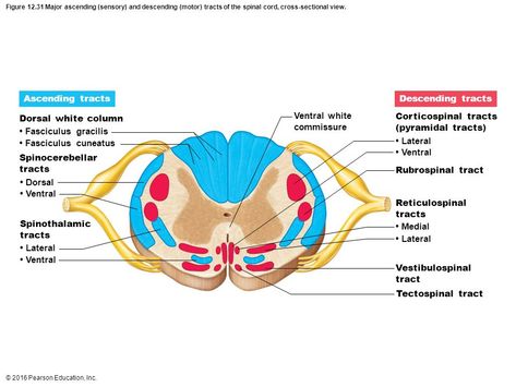 Spinal cord - ascending & descending tracts Ascending And Descending Tracts Of Spinal Cord, Ascending Tracts Of Spinal Cord, Tracts Of Spinal Cord, Spinal Tracts, Spinal Cord Anatomy, What Is Intelligence, Nervous System Anatomy, Studying Medicine, College Student Hacks