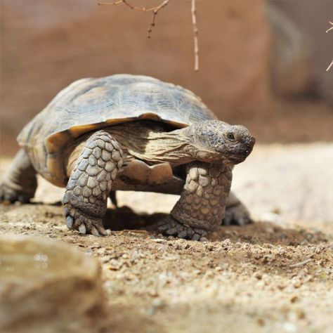 Desert Tortoise Habitat, Nails Turtle, Tortoise Terrarium, Outdoor Tortoise Enclosure, Tortoise Nails, Tortoise Art, Tortoise Drawing, Tortoise Tattoo, Shell Nails