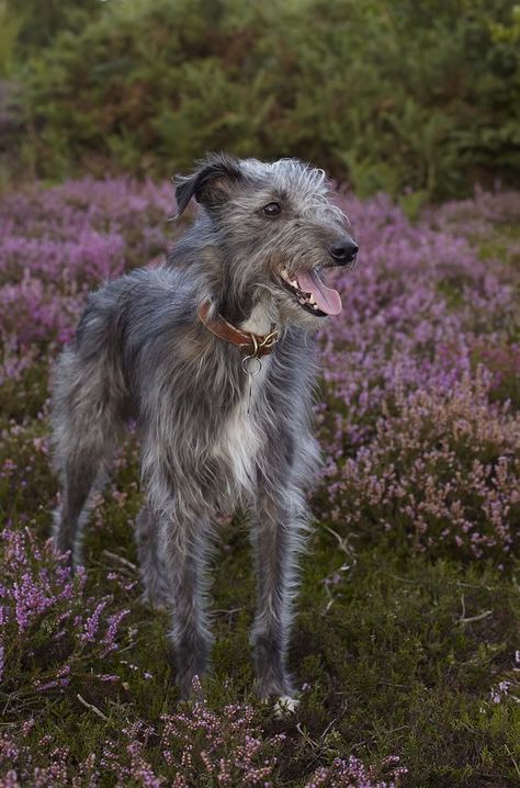 Bedlington Whippet, Wolfhound Dog, Regard Animal, Hounds Of Love, Sight Hounds, Scottish Deerhound, Bored Dog, Long Dog, Irish Wolfhound