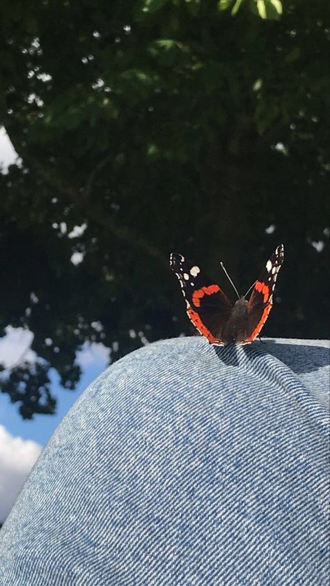 Red Admiral Butterfly, Admiral Butterfly, Create Room, Like A Butterfly, Experience Life, A Butterfly, Slow Down, Good Times, Gratitude