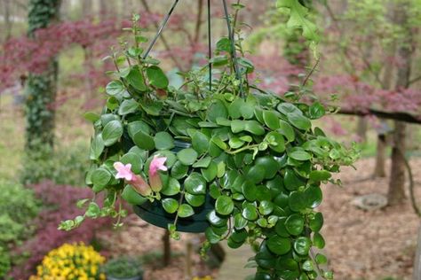 Lipstick Plant, Garden Lovers, Grapes, Fruit, Plants