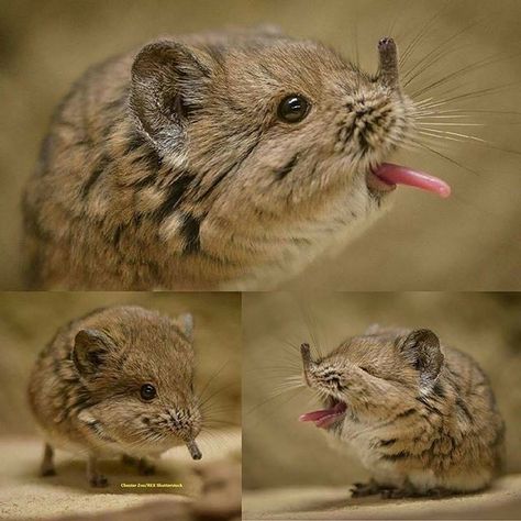 Elephant shrew Elephant Shrew, Unusual Animals, Silly Animals, Weird Animals, Rodents, Cute Creatures, 가을 �패션, Zoo Animals, Cute Little Animals