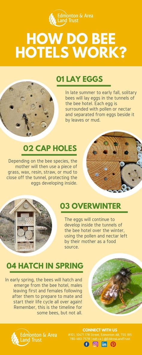 Pollination Garden, Patio Garden Bed, Bee Hotels, Pollinator Garden Design, Bee Activities, Bee Friendly Garden, Wild Bees, Bee Hotel, Solitary Bees