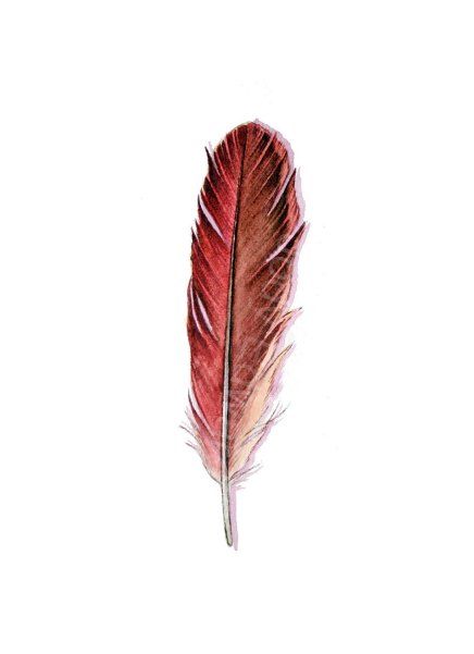 Cardinal Feathers – SaylingAway Cardinal Feather Tattoo, Cardinal Feather, Red Cardinal Tattoos, Cardinal Tattoo, Cardinal Tattoos, Watercolor Feather, Exotic Animals, Feather Tattoo, Red Feather