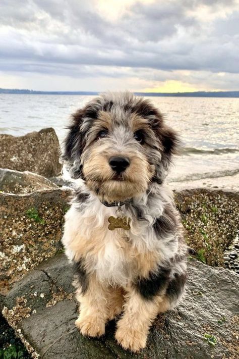 Aussiedoodle Full Grown, Aussie Doodle Puppy, Mini Aussiedoodle, Dog Crossbreeds, Sunday Friends, Hypoallergenic Dogs, Cute Animals Puppies, Very Cute Dogs, Pretty Dogs