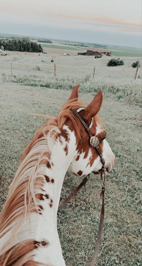 Pictures With Horses, Cute Horse Pictures, Rodeo Horses, Rodeo Life, Horse Wallpaper, Horse Aesthetic, Appaloosa Horses, Western Horse, Equine Photography