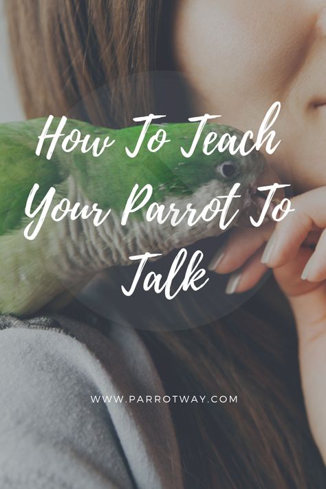 Want to teach your parrot or other pet birds how to talk? Use these step-by-step instructions to get your bird chatting away. Bird Tricks, Bird Training, Parrot Training, Talking Parrots, Amazon Parrot, Animal Babies, Grey Parrot, African Grey Parrot, How To Talk