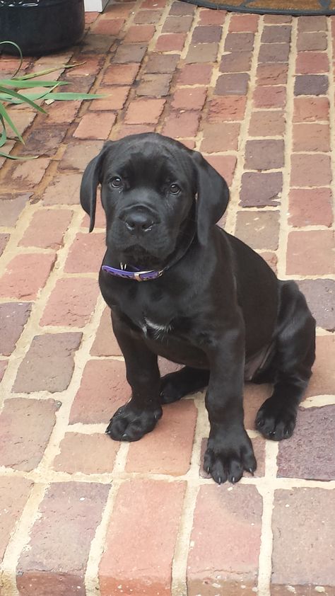 Ciao Bella!  8 week old Cane Corso.   Just brought our new baby home. Puppy Cane Corso, Kane Corso, Kane Korso, Cane Corso Puppy, Lab Mix Puppies, Cane Corso Puppies, Cane Corso Dog, Dog Mommy, Corso Dog