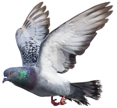 Messenger Pigeon, Pigeon Png, Flying Pigeon, Cute Pigeon, Fly Drawing, Pigeon Pictures, Homing Pigeons, Dove Pigeon, Dove Pictures