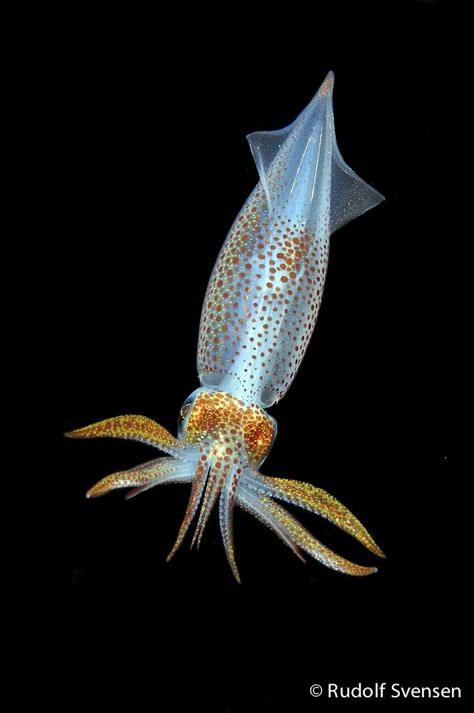 European common squid (alloteuthis subulata) 20cm Squid Reference Photo, Squid Reference, Squid Photography, Squid Aesthetic, Deep Sea Squid, Squid Drawing, Kids Sketchbook, Squid Fish